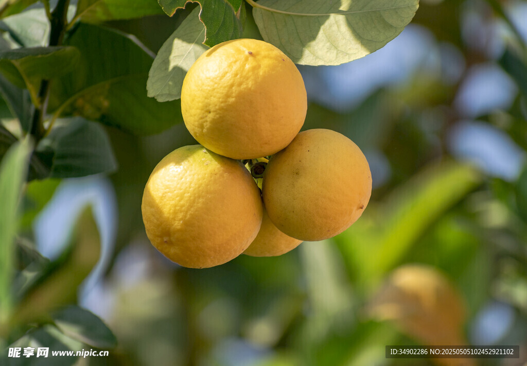 枝头黄澄澄的饱满果实