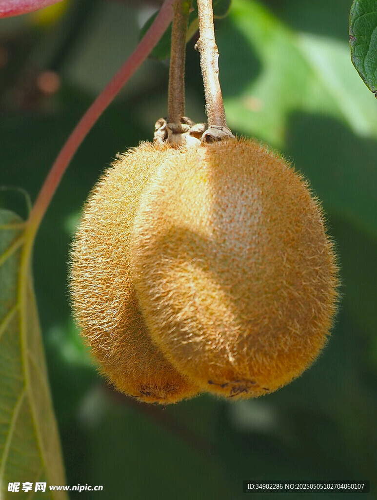 挂在枝头的毛茸茸猕猴桃