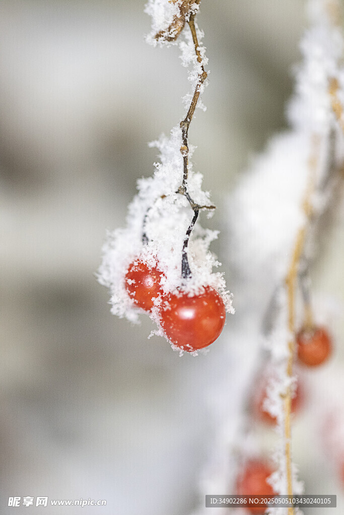 雪覆红果枝头美