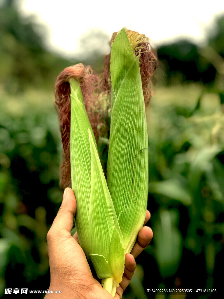 手捧鲜嫩玉米棒