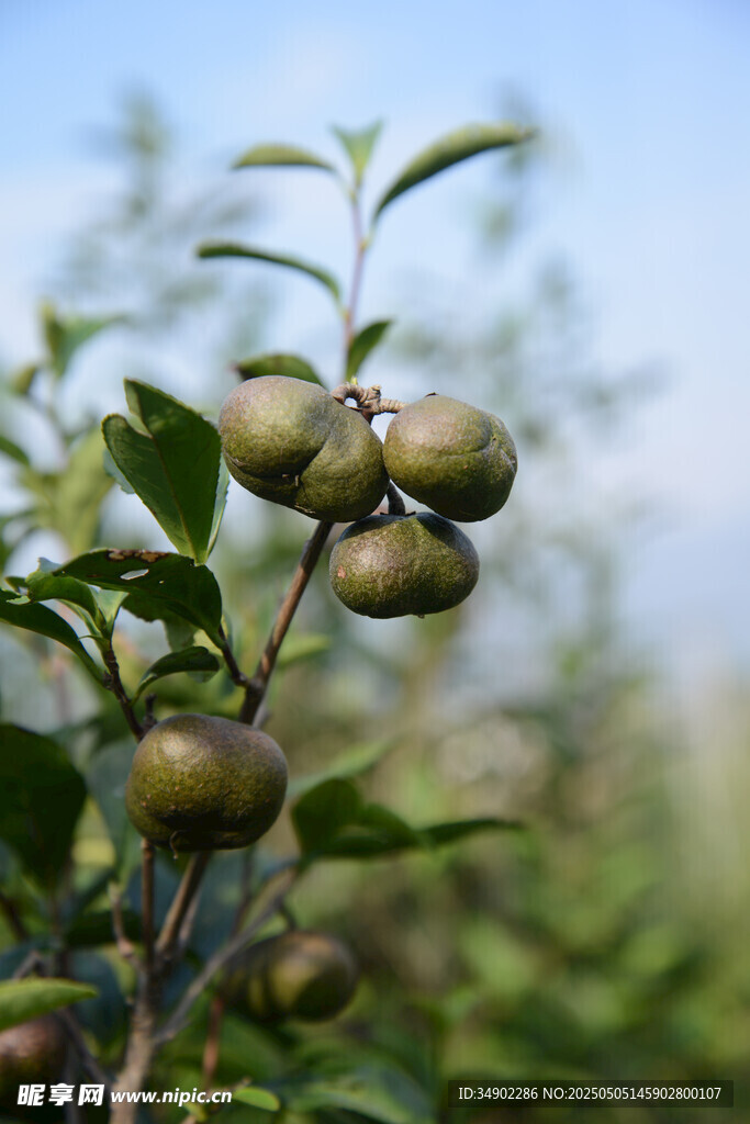 枝头青果