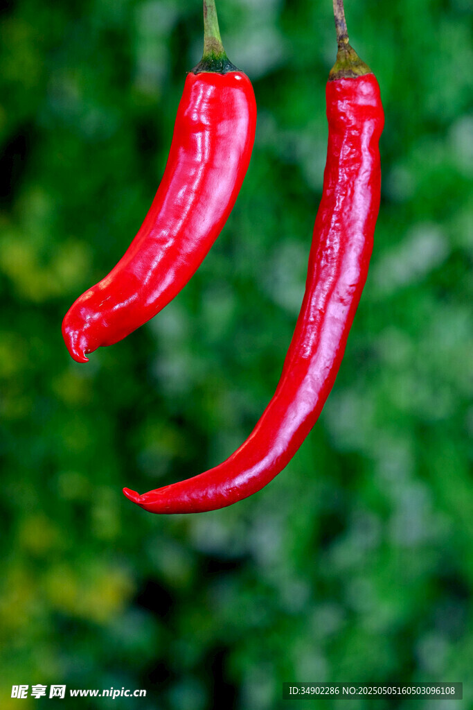 红辣椒特写