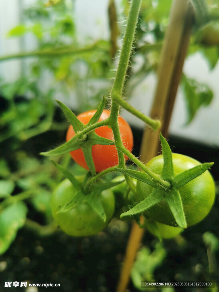 青红相间的小番茄植株