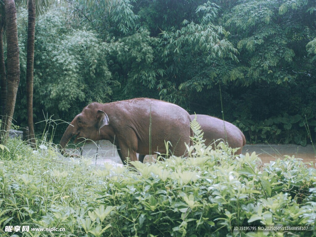 野外的河马
