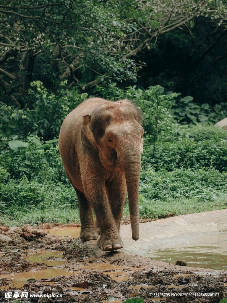 独行大象于绿意盎然之地