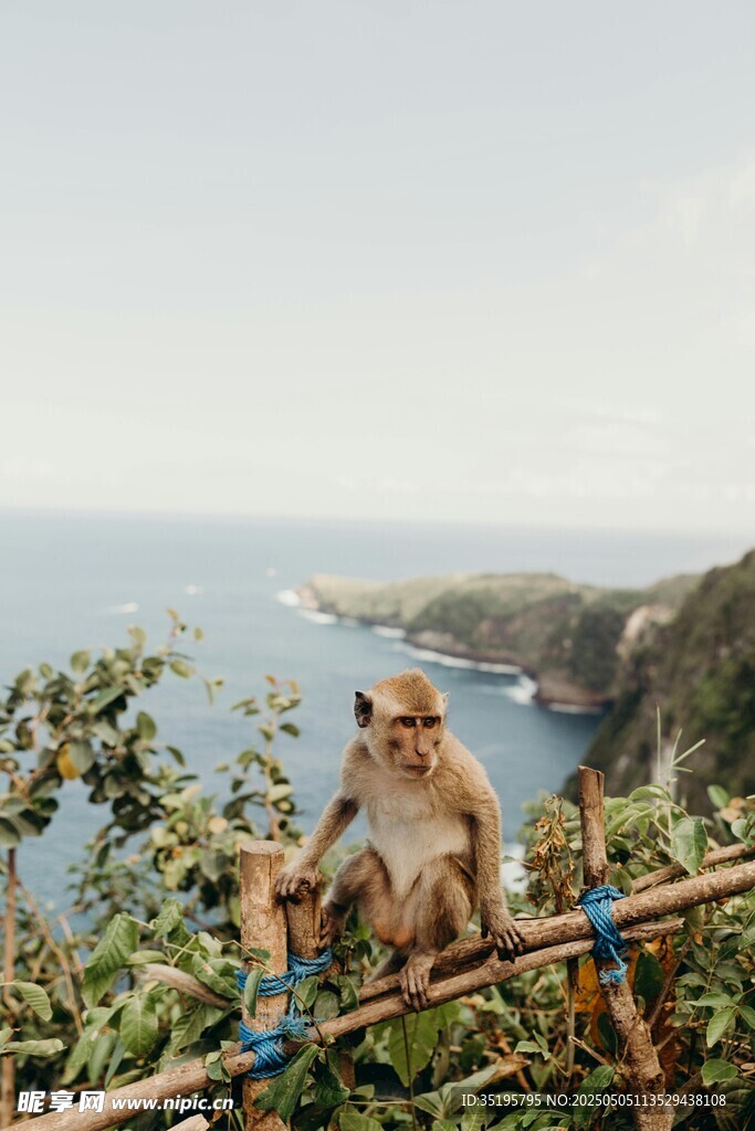 海边树枝上的猴子景观