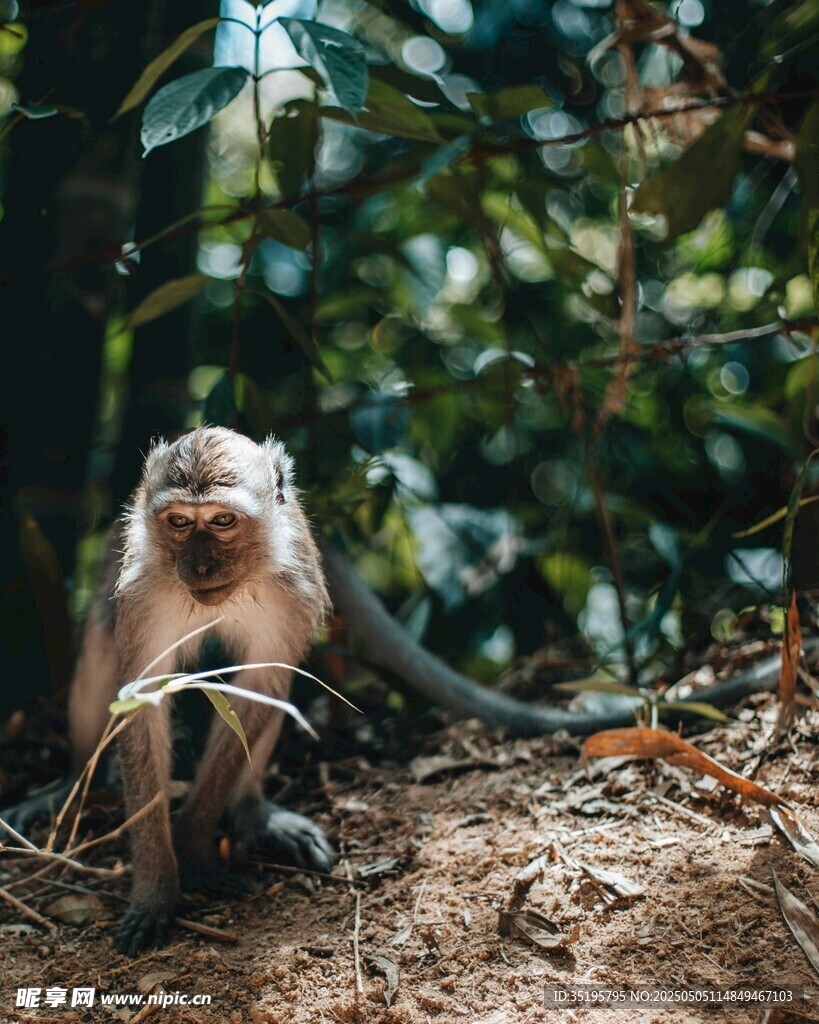 林中猴子独坐