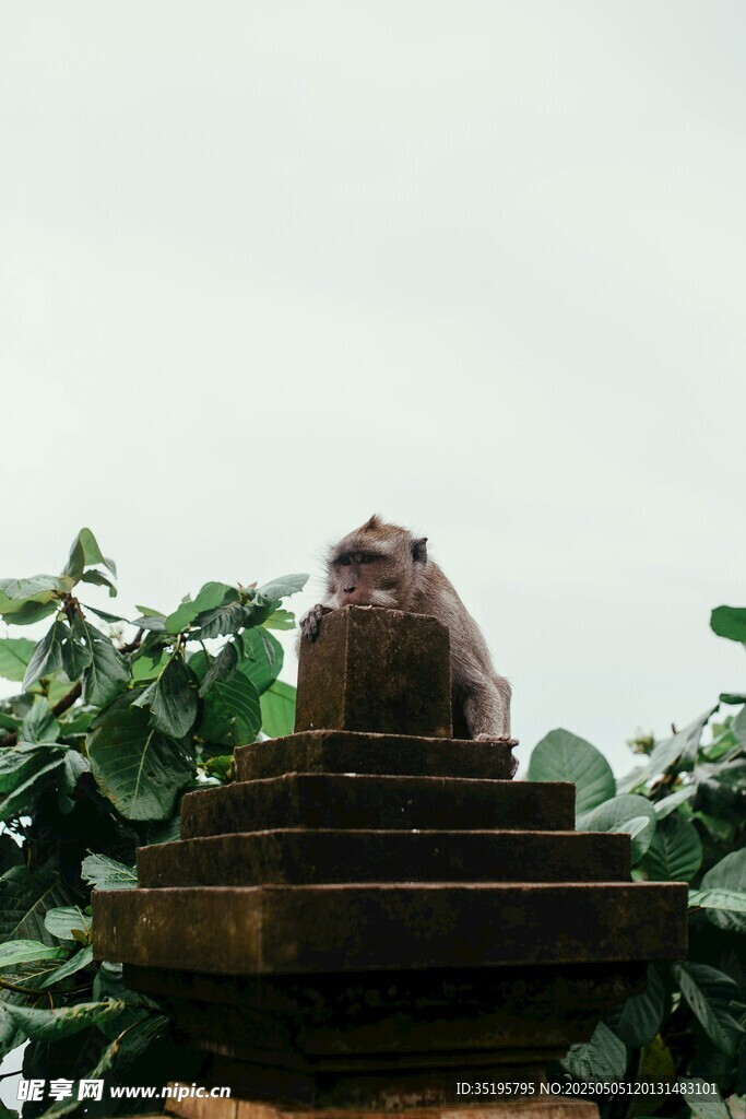 石猴雕塑立于绿植间
