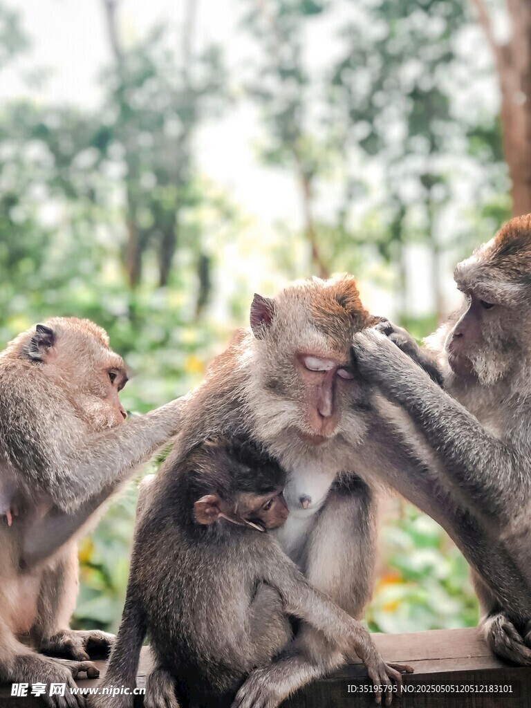 猴子互动场景