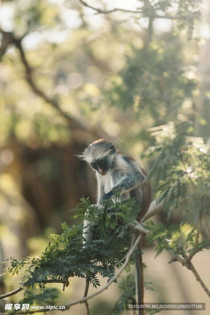 枝头休憩的猴子