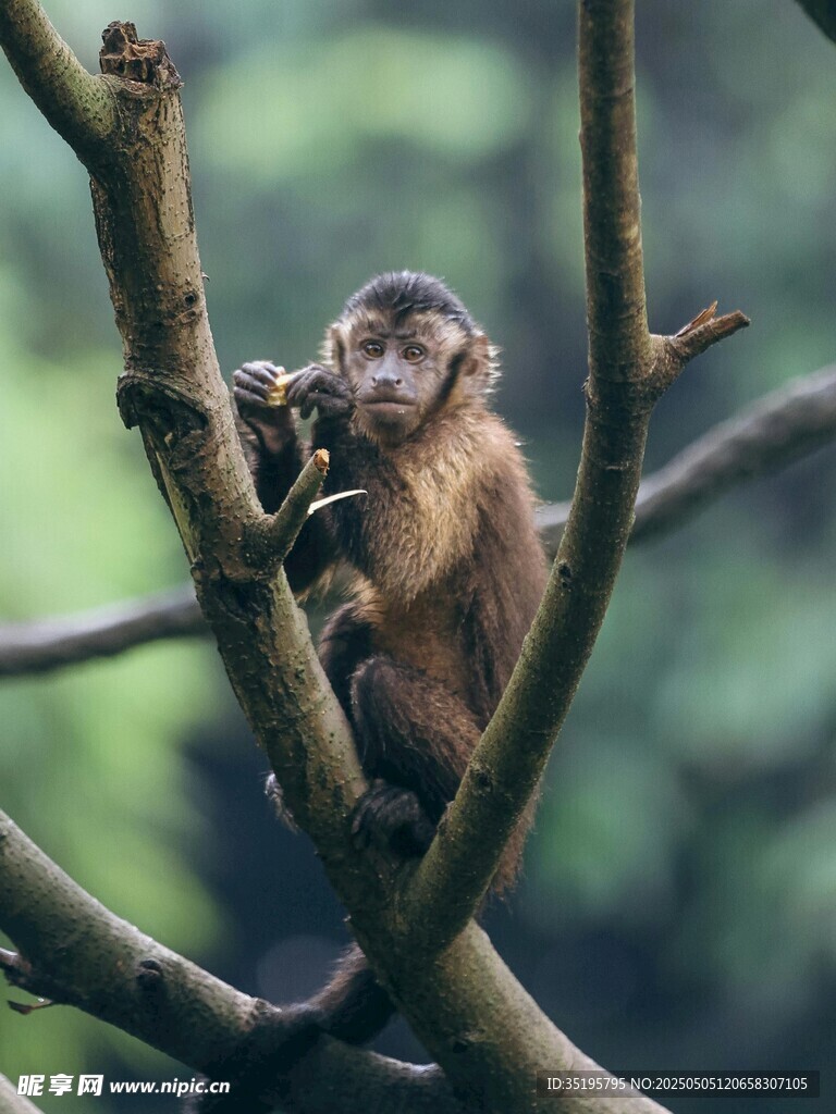 树枝上的可爱小猴