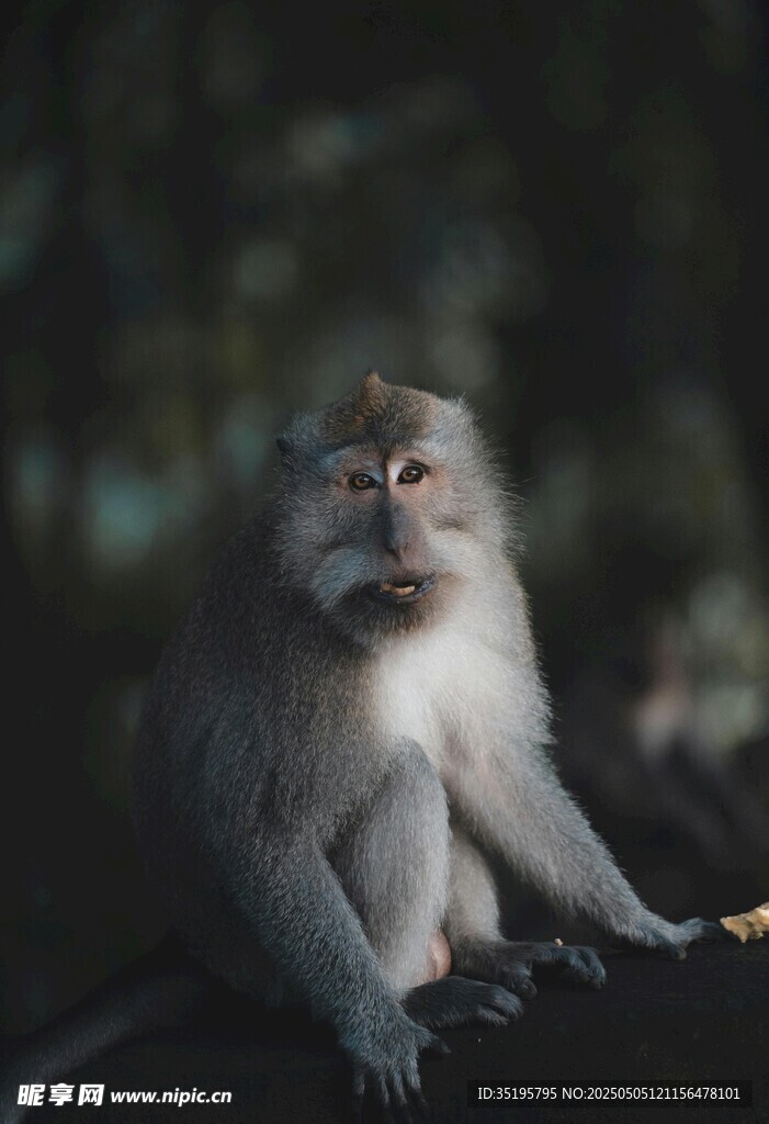 端坐的猴子