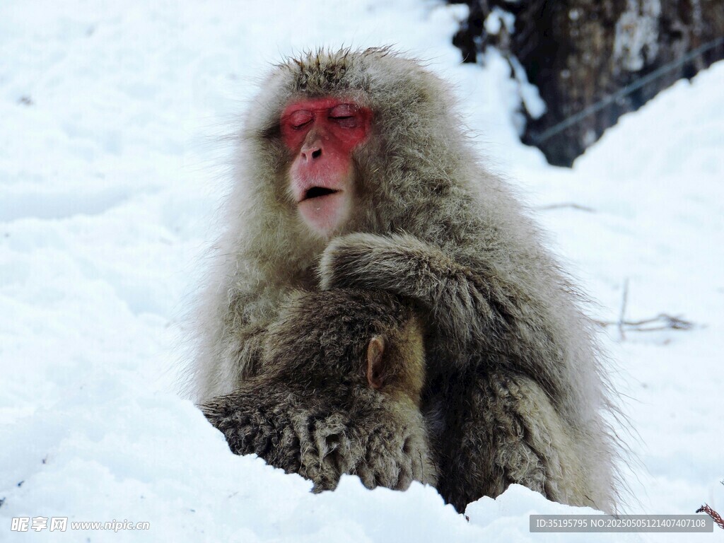 雪中猴子惬意梳理毛发