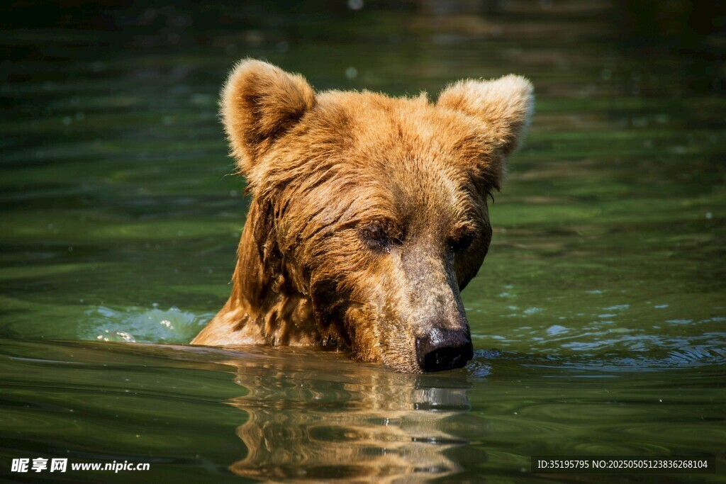 水中棕熊