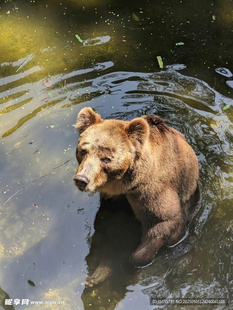 水中的棕熊