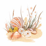 贝壳与花草插画