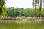 湖畔垂柳绿意盎然美景