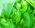 翠绿青椒挂于繁茂枝叶间