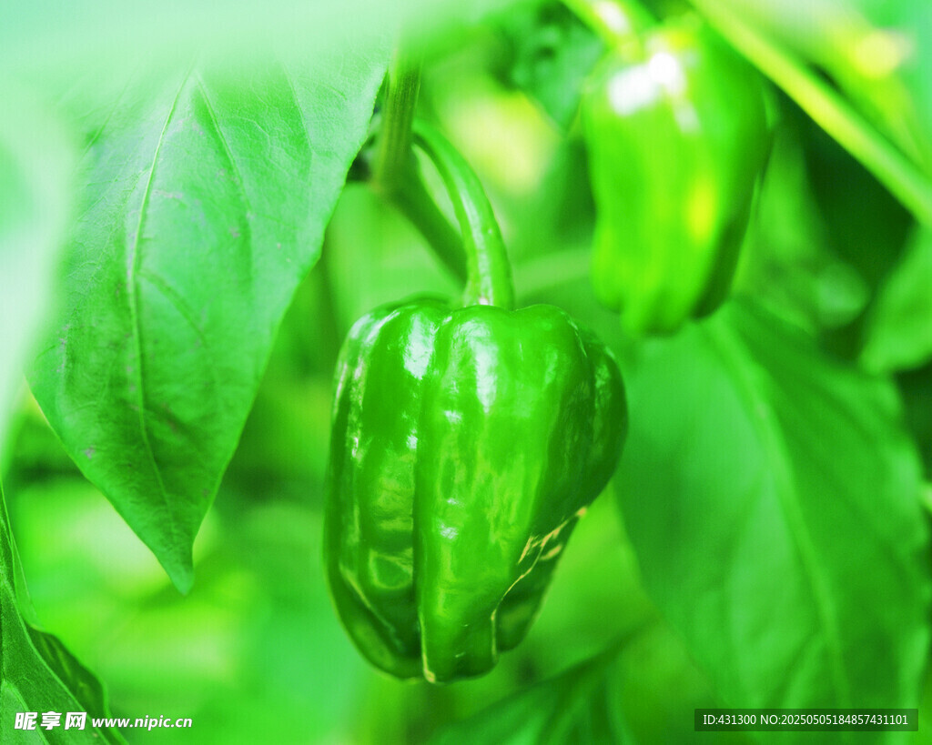 翠绿青椒挂于繁茂枝叶间