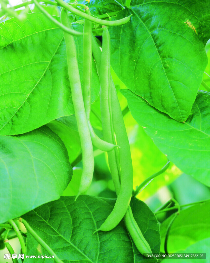 藤蔓上的鲜嫩豆角