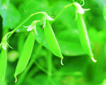鲜嫩豌豆荚