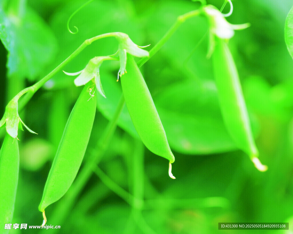 鲜嫩豌豆荚