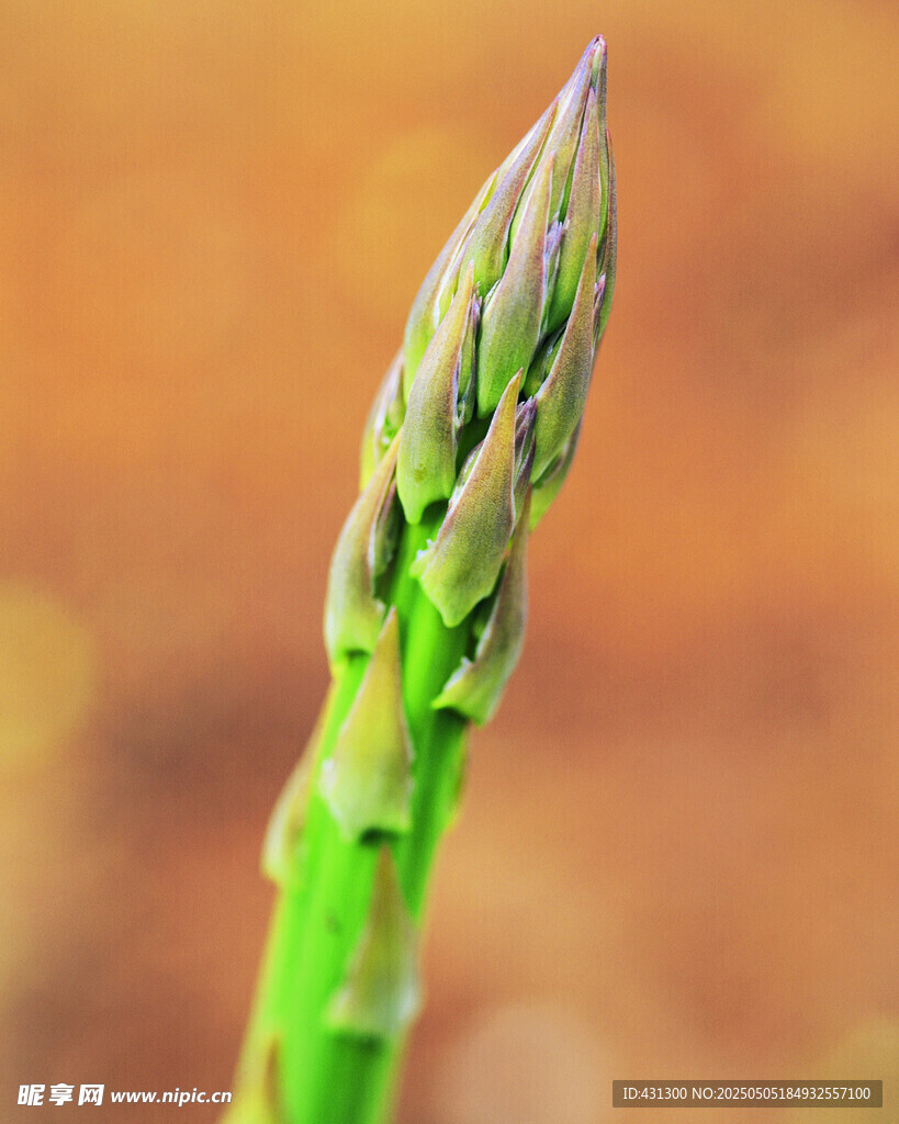嫩绿芦笋尖特写
