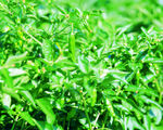 翠绿繁茂的植物景观