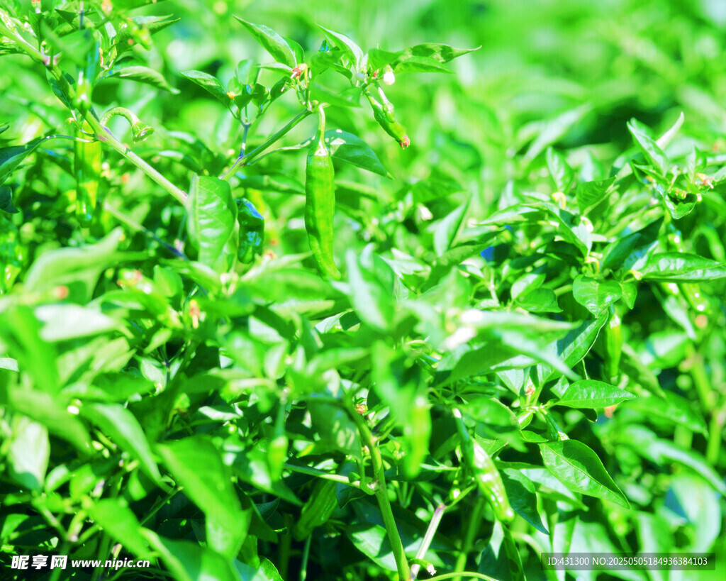 翠绿繁茂的植物景观
