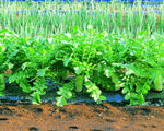 农田中的翠绿蔬菜植株