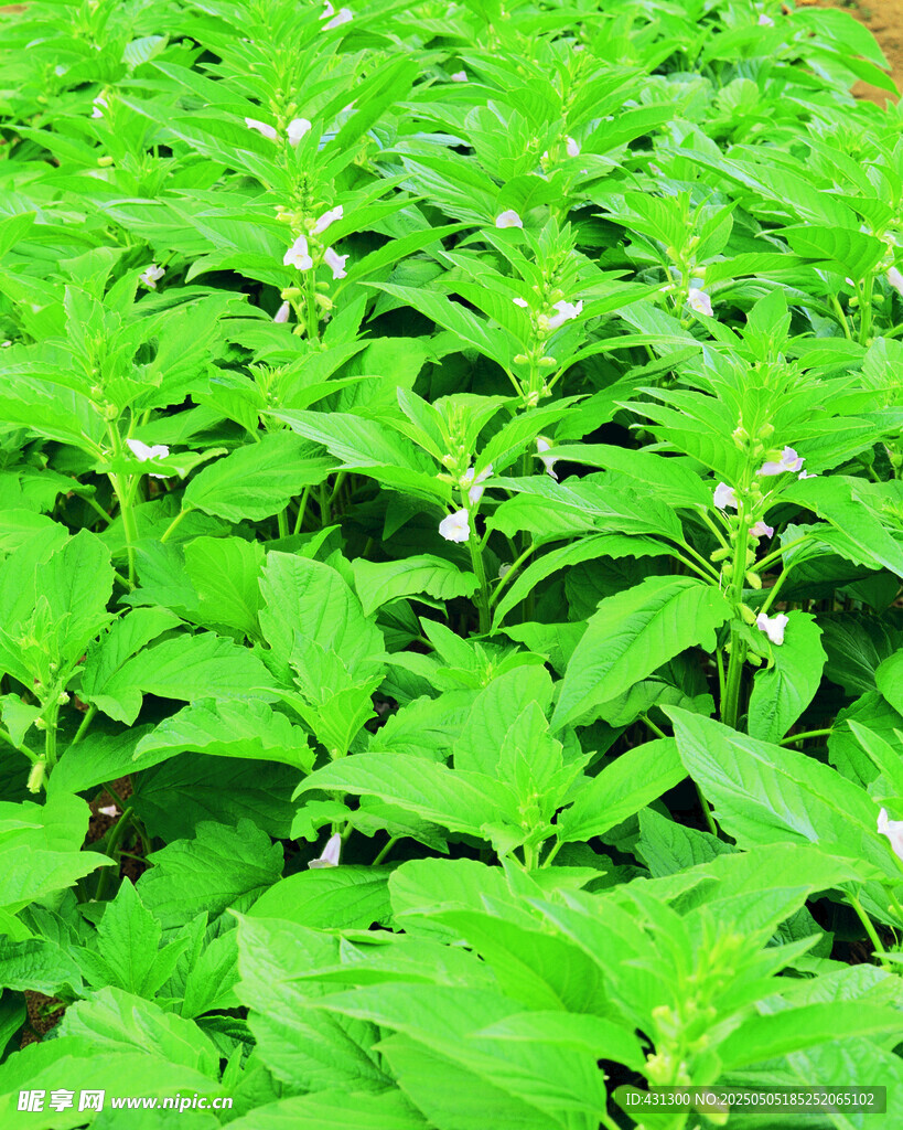 翠绿繁茂的绿叶植物