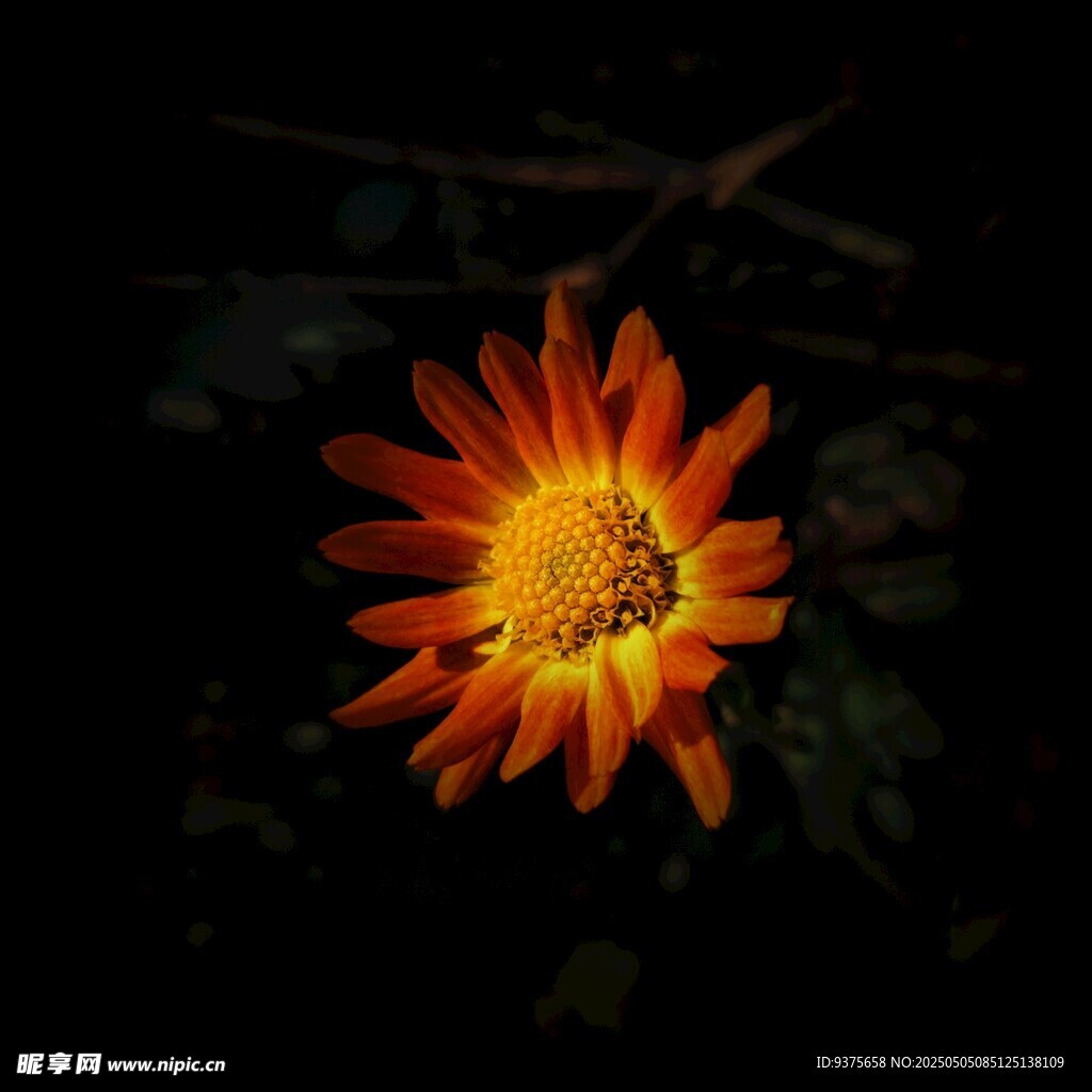 暗夜中绽放的绚烂花朵