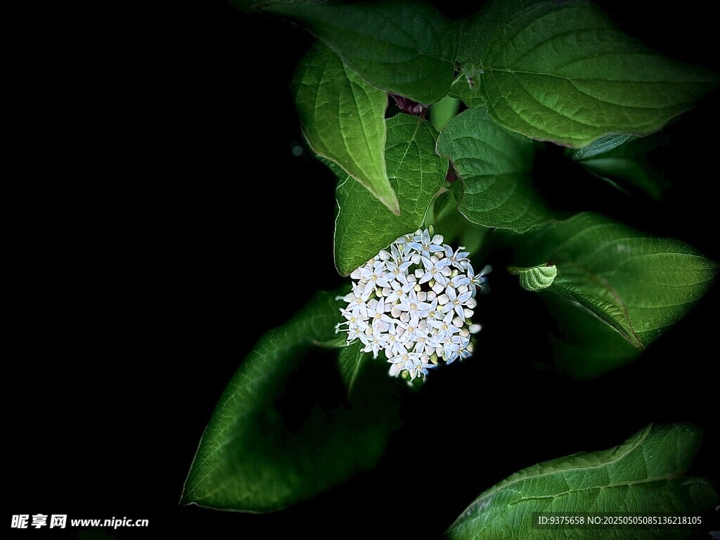 白色花朵绽放绿叶间