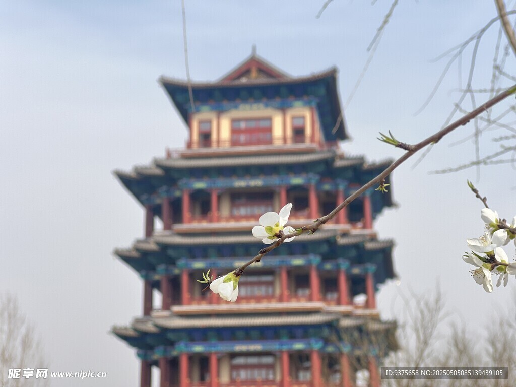 中式古塔楼与枝头白花