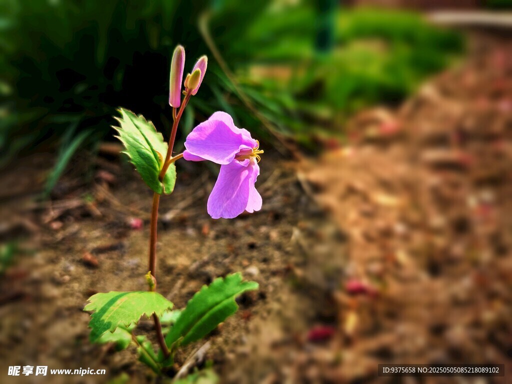 紫色小花绽放于泥土间
