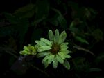 翠绿花朵绽放于枝叶间