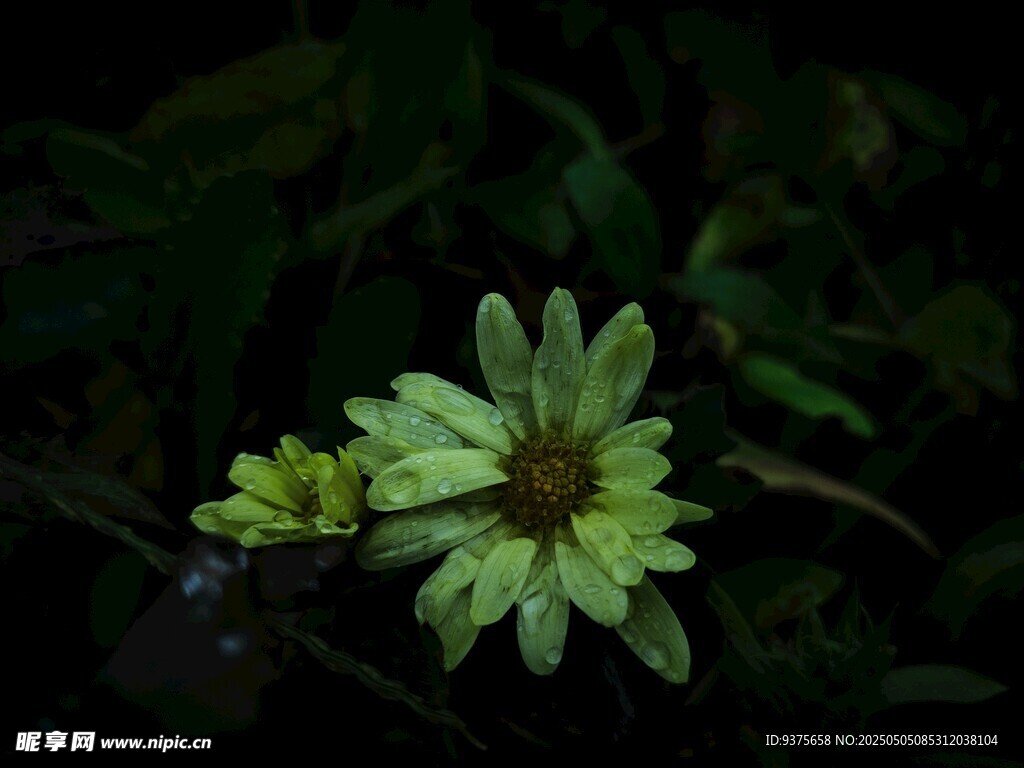 翠绿花朵绽放于枝叶间