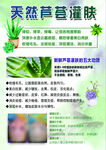 天然芦荟灌肤