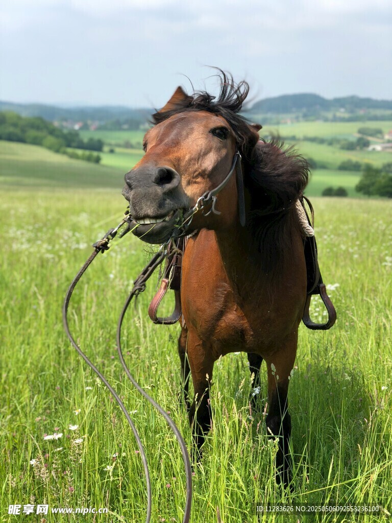 田野中张嘴的棕色骏马