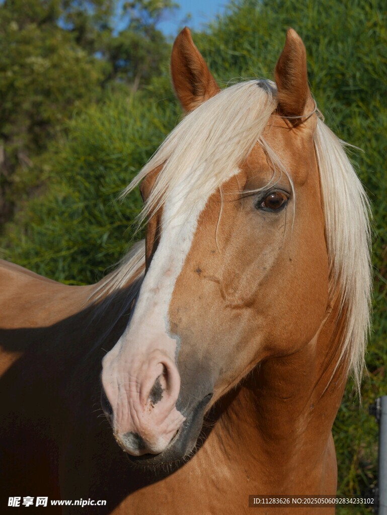 棕白相间骏马特写
