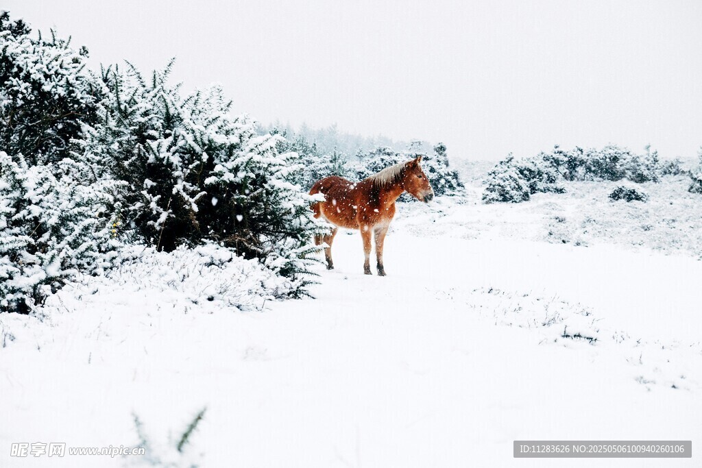 雪地中独行的棕色骏马