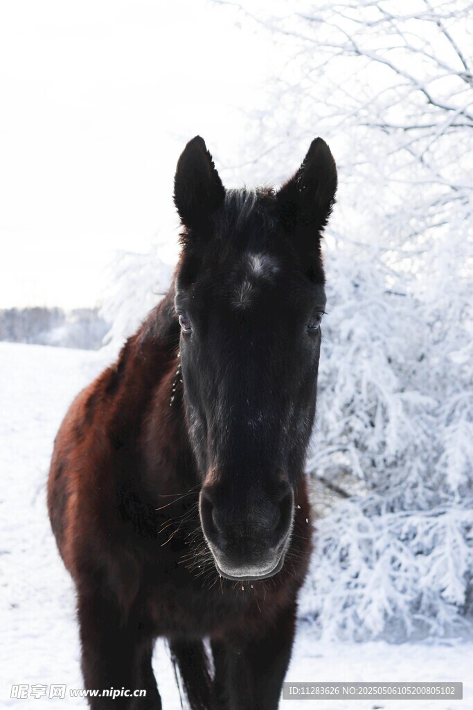 雪地中的棕色骏马