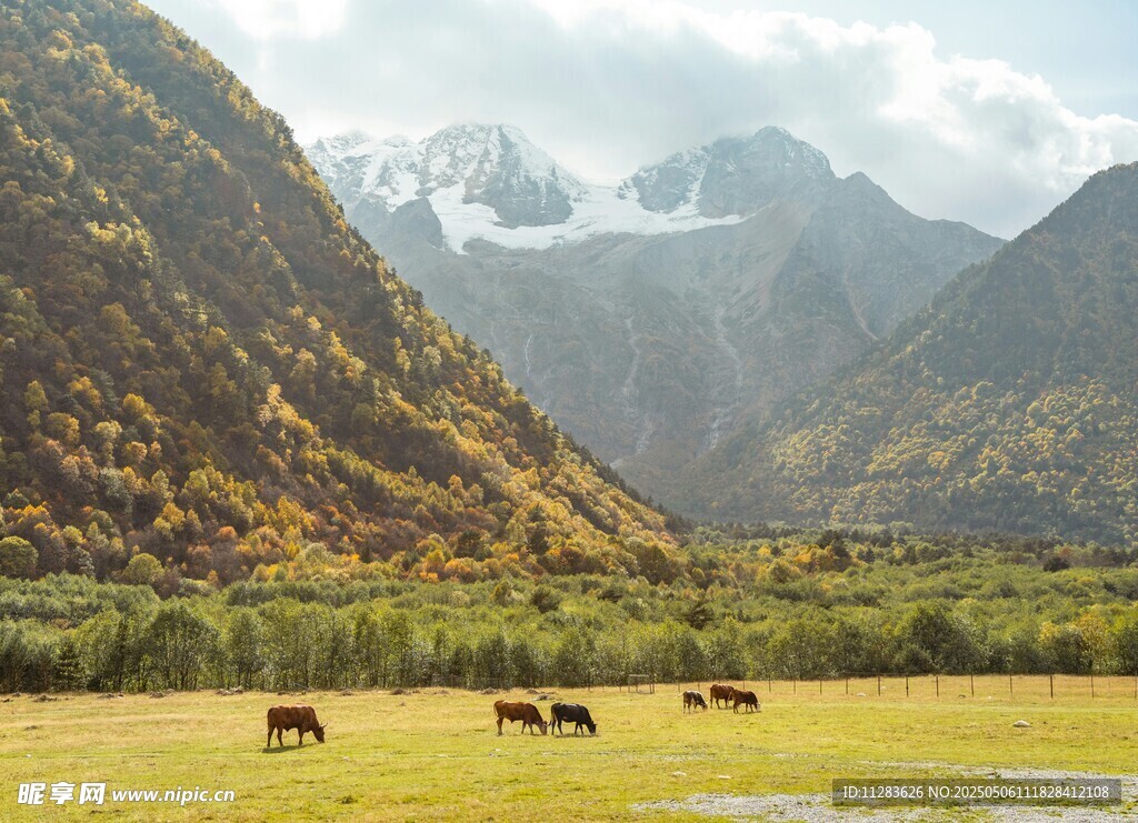 山间牧场景色如画