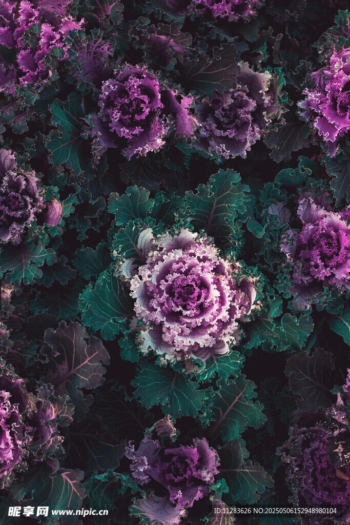 紫色系多肉植物美丽景观