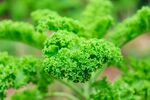 嫩绿卷曲的蕨类植物叶片