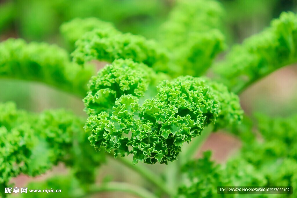 嫩绿卷曲的蕨类植物叶片