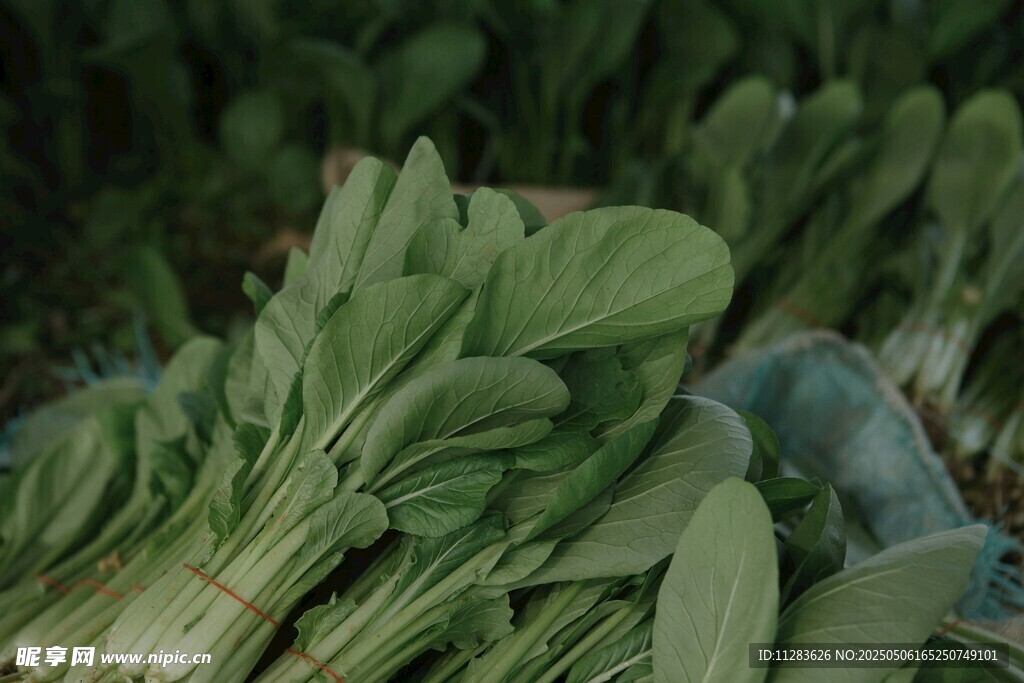 新鲜青菜待售
