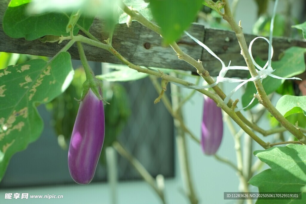 枝头紫花旁的小鸟