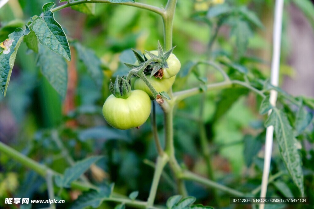 青嫩番茄挂于翠绿植株间