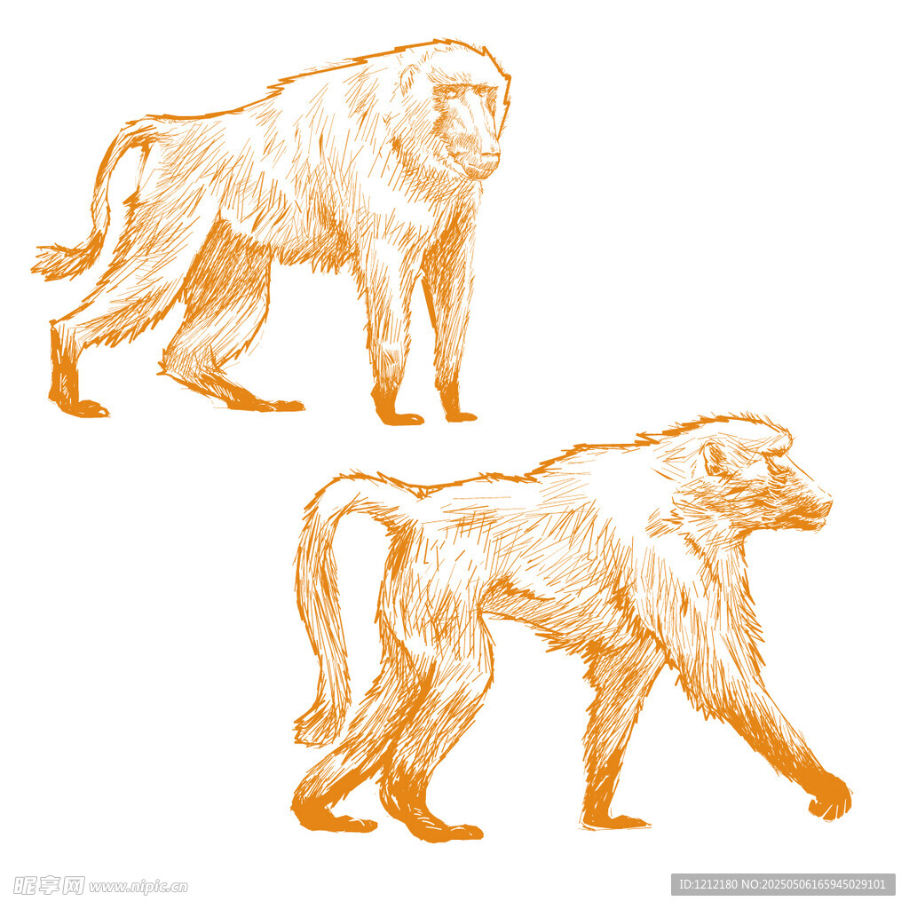两只行走的狒狒插画